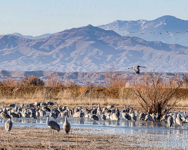 Bernardo Wildlife Area, New Mexico